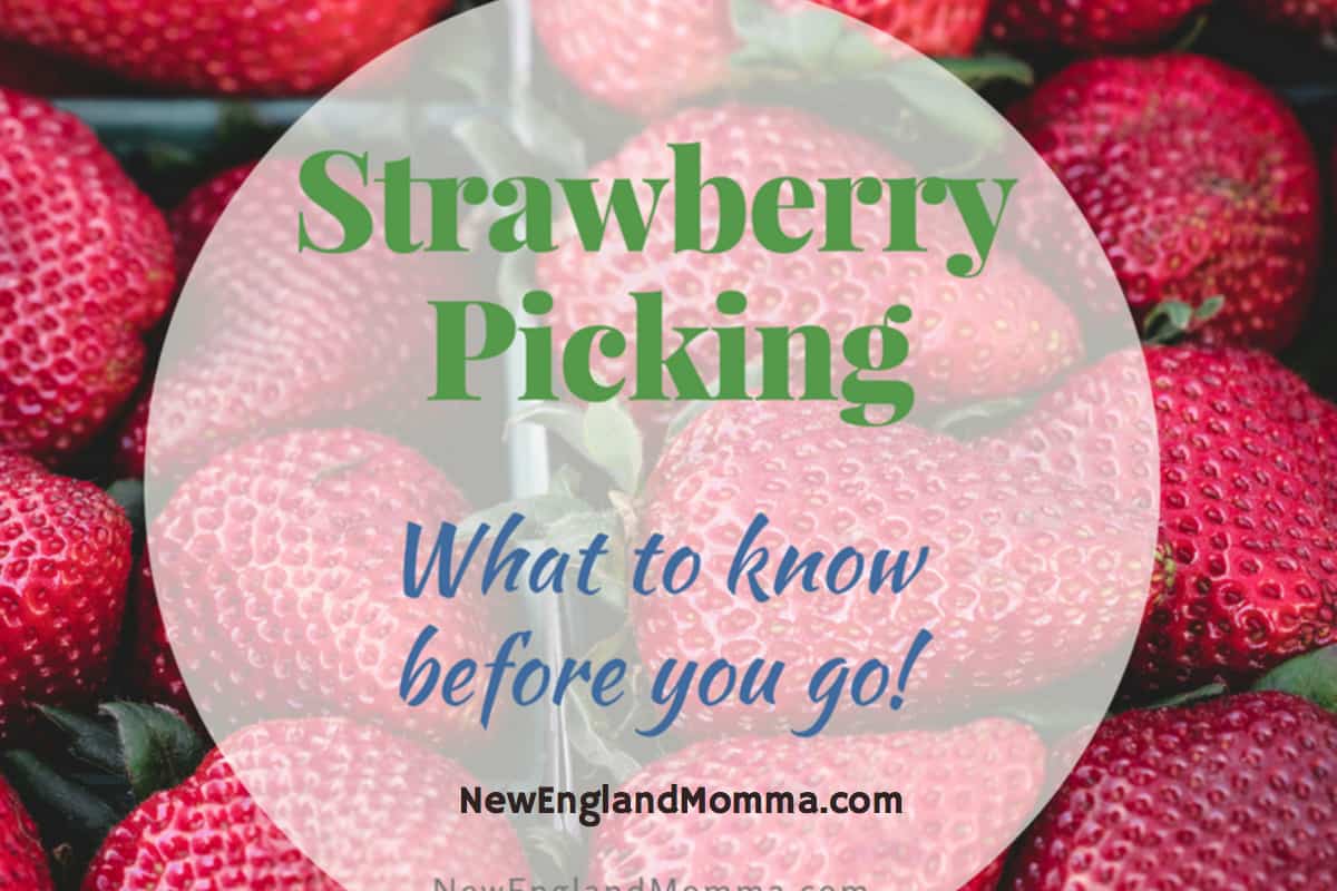 Strawberry Picking 5 Things to Know Before You Go! New England Momma